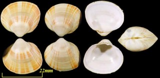 シマギンギョ Nemocardium samarangae small