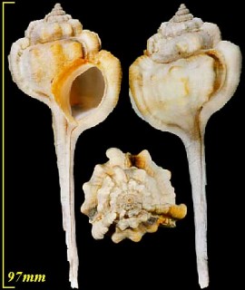 トゲナシヒメサツマツブリボラ Haustellum haustellum vicdani small