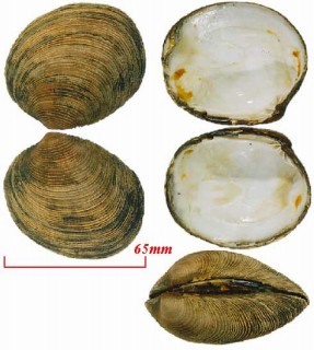 エゾヌノメアサリ Callithaca adamsi small