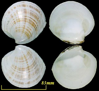 ヒナガイ 雛貝 Dosinia bilunulata small