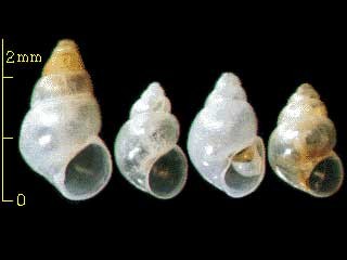 ミショウ　島根未詳 101(おたふく Barleeia sp. small
