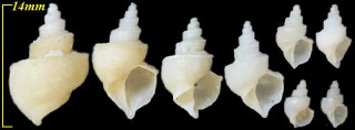ネジヌキガイ Neoiphinoe unicarinata small