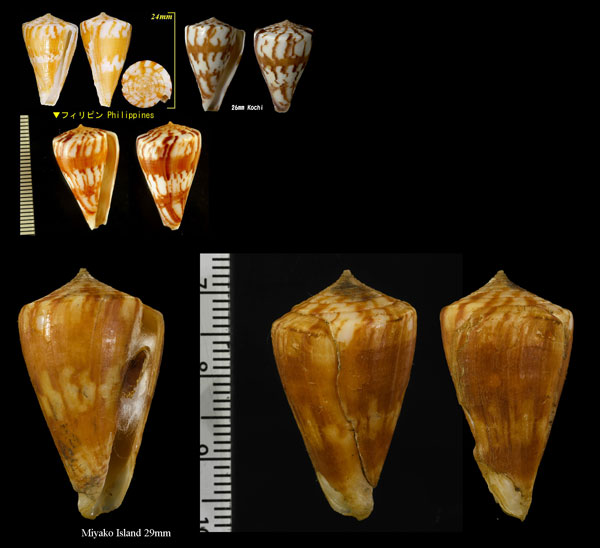 ユウナギミナシ 夕凪身無 Conus capitanellus small
