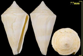 スチンプソンイモ Conus stimpsoni small