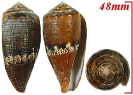 エンジイモ 臙脂芋 Conus coccineus small