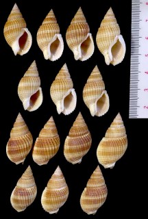 オオハナムシロ Nassarius siquijorensis small
