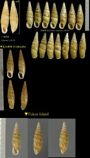 オキギセル 沖煙管 Vastina vasta small