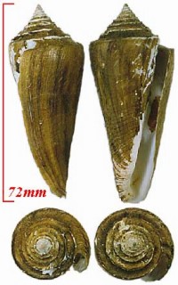 アコメガイ 阿古女貝 Conus sieboldii small