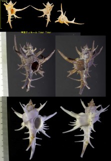 シカノツノガイ Chicoreus cervicornis small