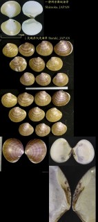 ワスレガイ 忘貝 Sunetta menstrualis small