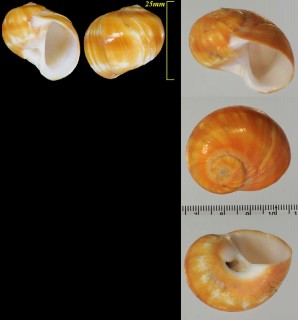コハクダマ 琥珀玉 Natica stellata small