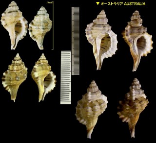 ハチボラ Cymatium vespaceum small