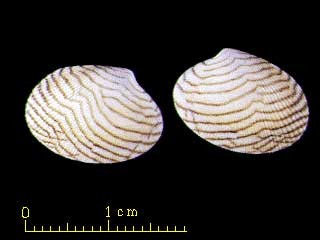 アサリ 浅蜊 蛤仔 Ruditapes philippinarum small