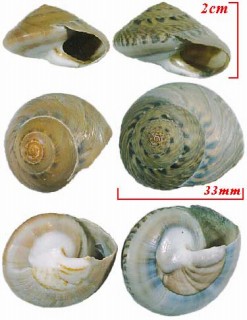 ダンベイキサゴ Umbonium giganteum small