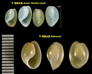 マダマブドウガイ Haloa margaritoides small