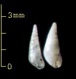 ミショウ　島根未詳 157 (ピンピン Scalenostoma sp. small