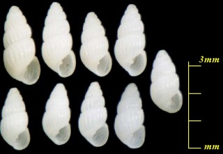 サナギイトカケクチキレ ? Pyrgulina sp. small
