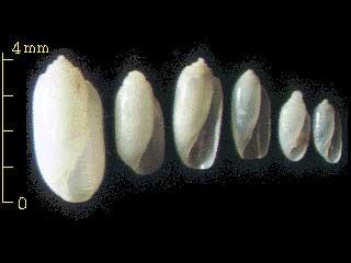 ミショウ　島根未詳 184(コメツブ一覧スマートヨワ Eocylichna sp. small