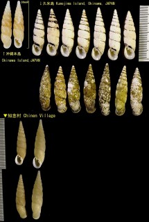 ツヤギセル Nesiophaedusa praeclara small