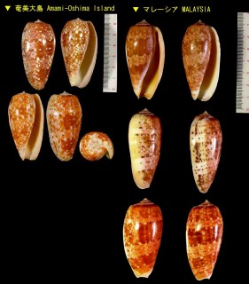ナツメイモ 棗芋 Conus bullatus small