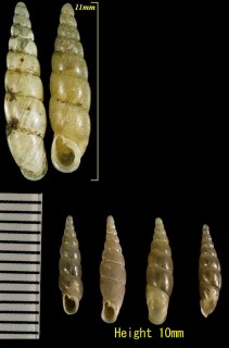 ミヤコパタラシノミギセル Metazaptyx pattalus miyakoensis small