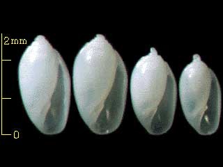 コゴメガイ Cystiscus japonicus small