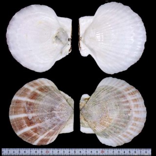 ホタテガイ 帆立貝 Patinopecten yessoensis small