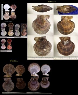 アカザラガイ 赤皿貝 Chlamys farreri akazara small