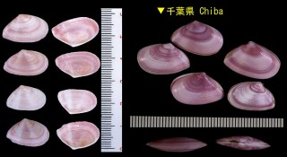 モモノハナ Moerella jedoensis small