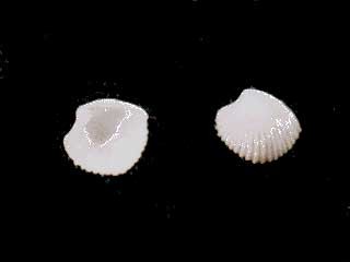 ヒナノオトヒメゴコロガイ Vertambitus pygmaea small