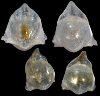 ササノツユガイ Cavolinia longirostris small