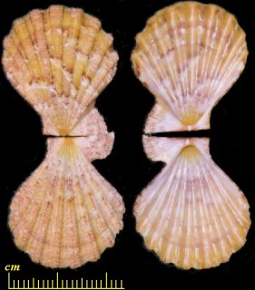 ダイアナニシキ (ダイアナナデシコ) Chlamys dianae small