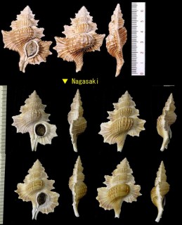 マツカワガイ 松皮貝 Gyrineum perca small