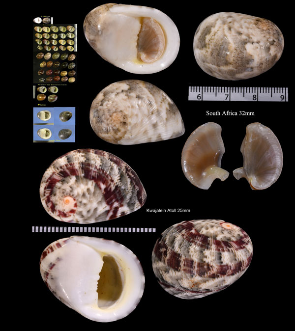 ニシキアマオブネ Nerita polita small
