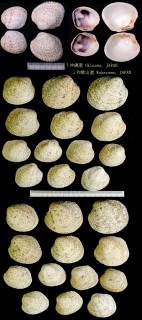 アラヌノメガイ Periglypta reticulata small