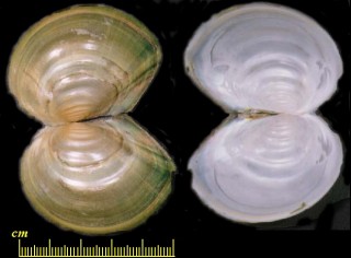オグラヌマガイ Oguranodonta ogurae small