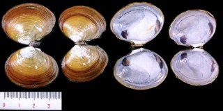 エゾイソシジミ Nuttallia ezonis small