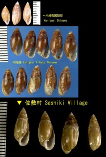 ナガオカミミガイ Auriculastra subula small