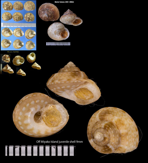 タカラシタダミ Gaza sericata small