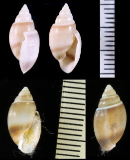 オオシイノミガイ Acteon siebaldii small
