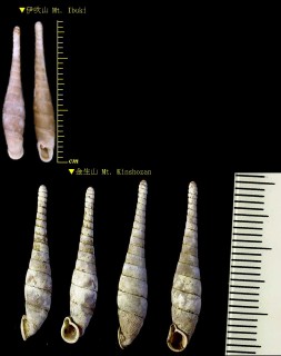 ミカドギセル 帝煙管 Tyrannophaedusa mikado small