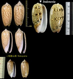 マクラガイ 枕貝 Oliva mustelina small