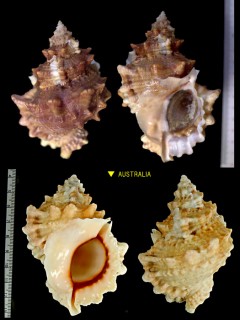 オオナルトボラ Tutufa bufo small