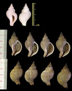 シマアラレミクリ Siphonalia pfefferi small