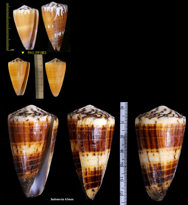 ヒラマキイモ Conus planorbis small