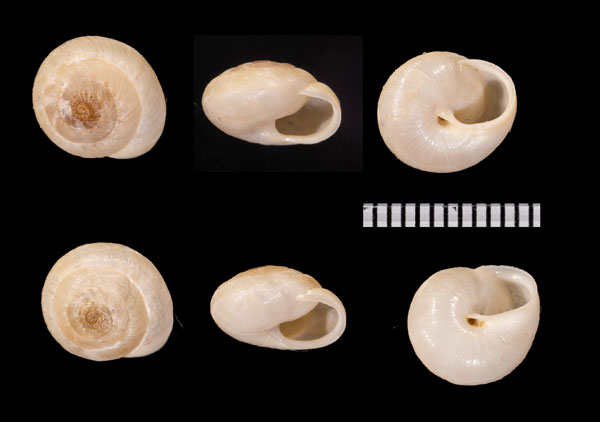 ジェッケルコマイマイ (仮称) Xerocrassa caroli jaeckeli small
