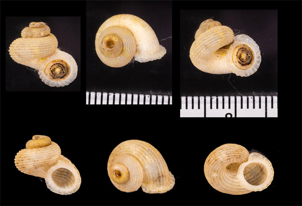 フチドリヒダクチヒレの一種 Annularia fimbriatula docens small