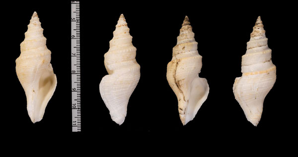 ティペットシャジク (仮称) Bathytoma tippetti small