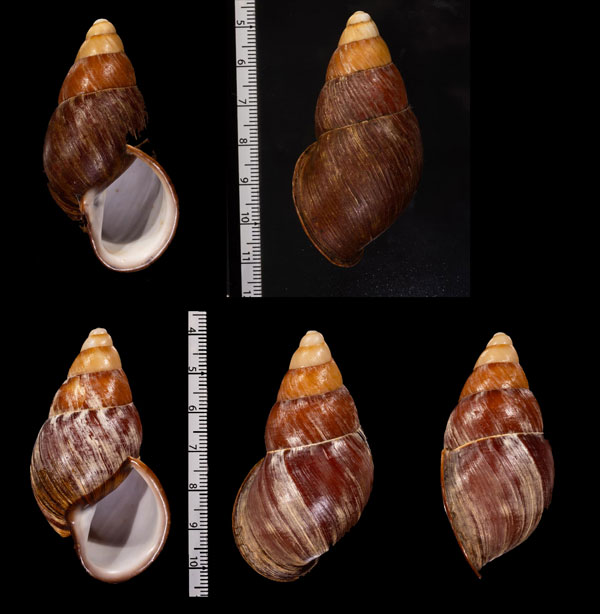シロスジタケノコマイマイ Chrysallis caniceps small