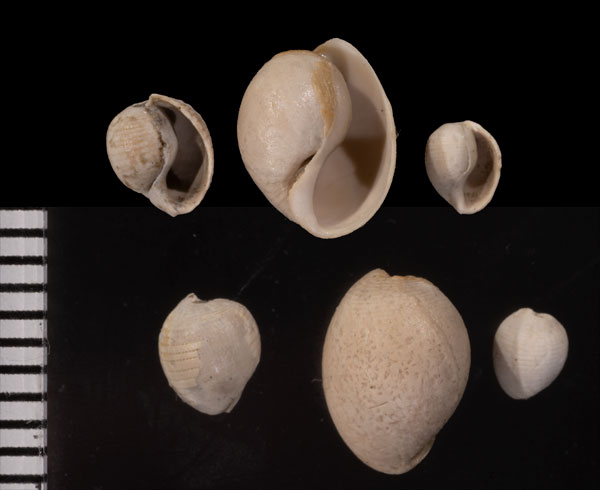 ヘソアキキザミコダマガイ Mimatys umbilicatus small